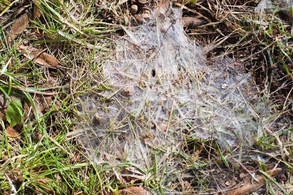 Snow mold prevention Winnipeg – fall cleanup and winter lawn protection