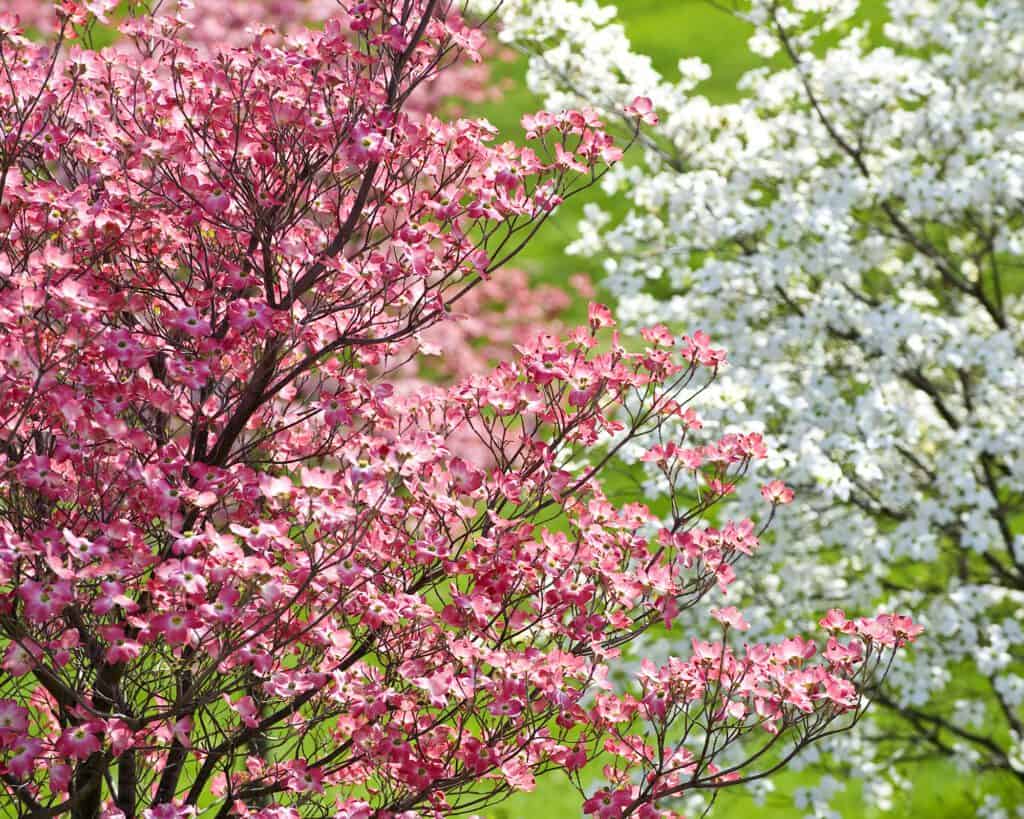 Flowering-Crabapple tree with pink and white blossoms in Winnipeg landscape