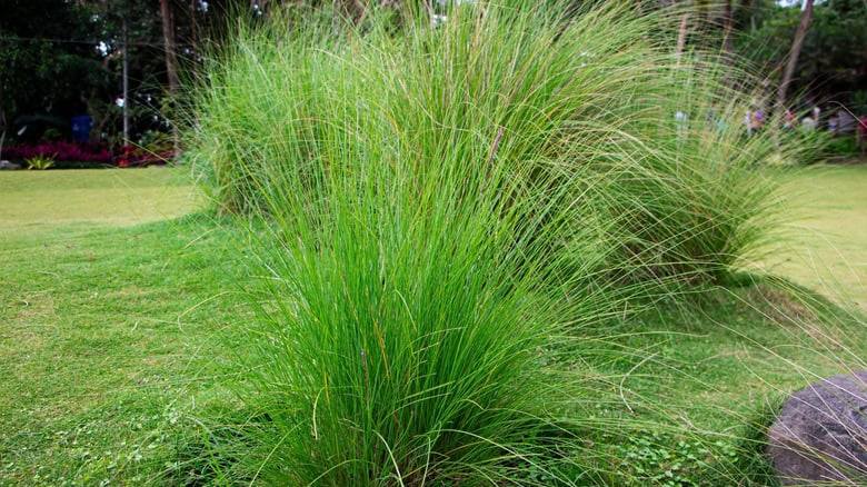 Lush green Prairie-Dropseed for low-maintenance Winnipeg gardens