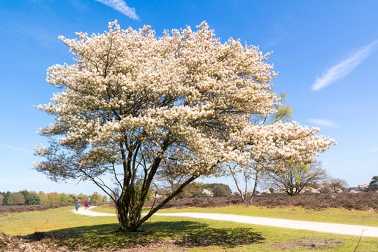 Flowering Serviceberry tree with white blossoms in Winnipeg landscaping