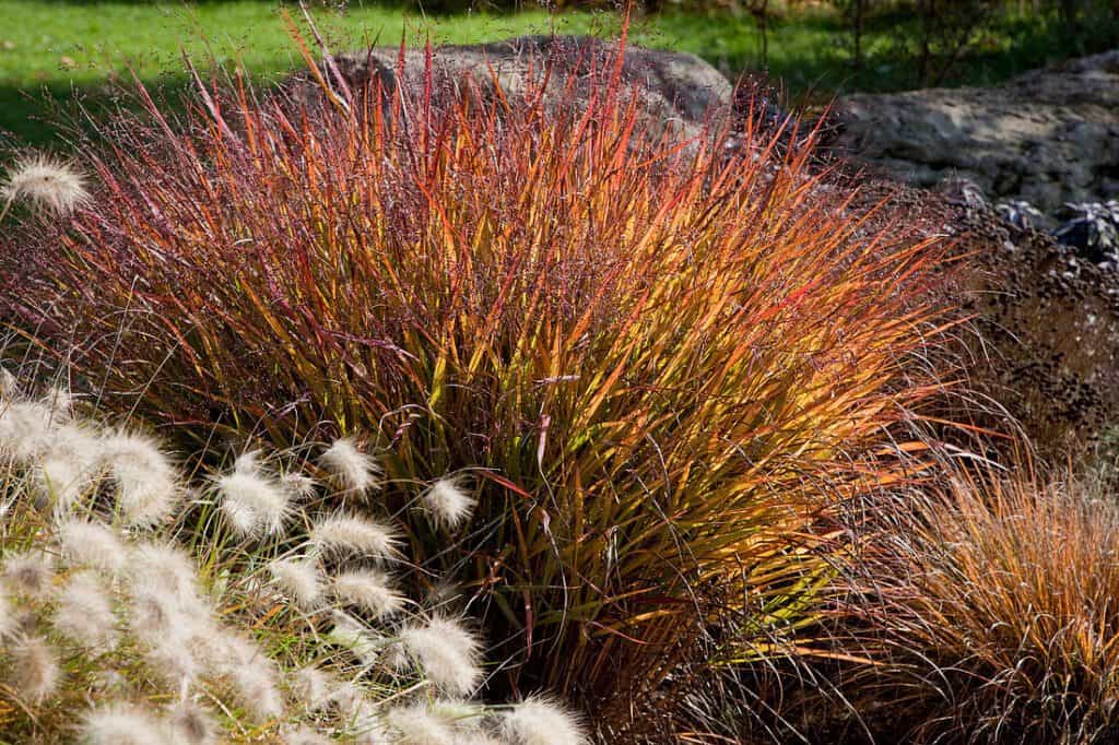 Red switchgrass in Winnipeg landscape garden