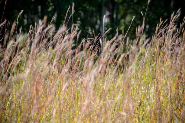 Golden prairie grass swaying in Winnipeg landscape design