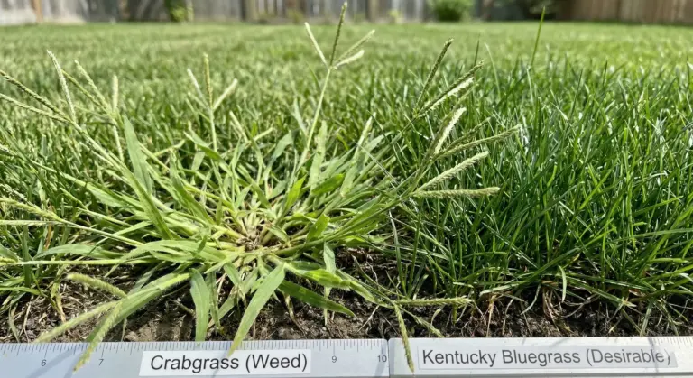 Crabgrass Winnipeg showing light green sprawling weed with seed heads in residential lawn