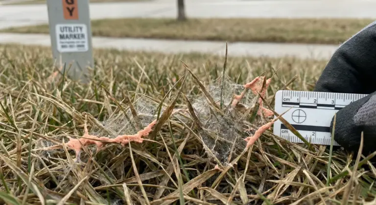 Snow mold damage on Winnipeg lawn showing gray and pink fungal patches after spring snow melt